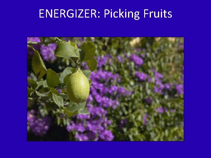 ENERGIZER: Picking Fruits 