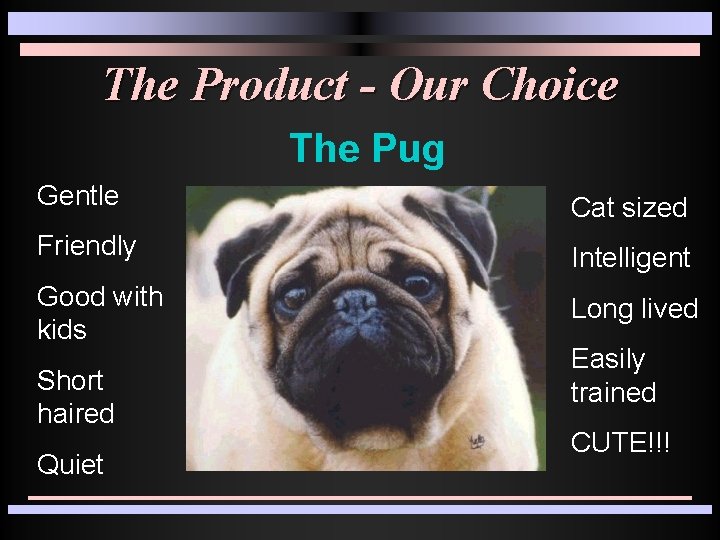 The Product - Our Choice The Pug Gentle Cat sized Friendly Intelligent Good with