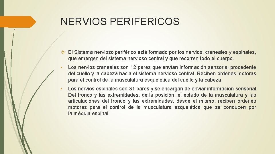 NERVIOS PERIFERICOS El Sistema nervioso periférico está formado por los nervios, craneales y espinales,