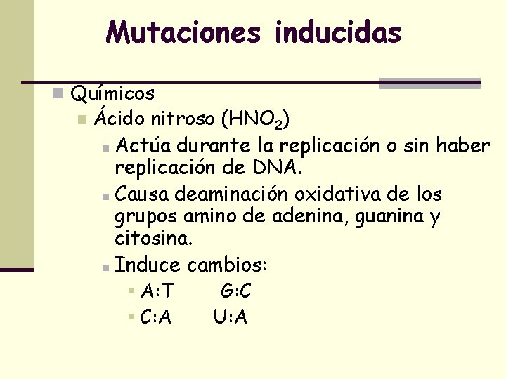 Mutaciones inducidas n Químicos n Ácido nitroso (HNO 2) n Actúa durante la replicación