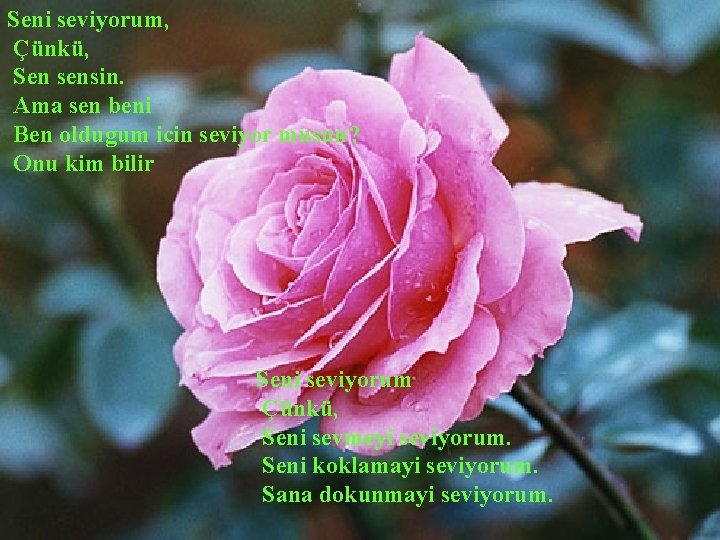 Seni seviyorum, Çünkü, Sen sensin. Ama sen beni Ben oldugum icin seviyor musun? Onu
