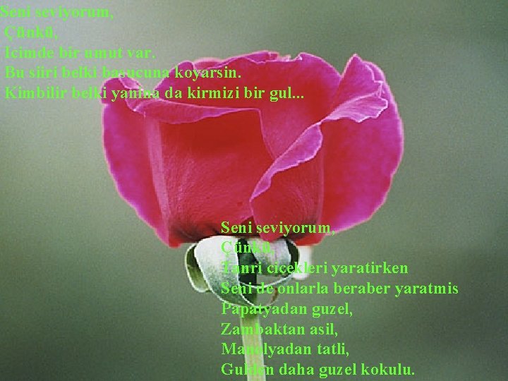 Seni seviyorum, Çünkü, Icimde bir umut var. Bu siiri belki basucuna koyarsin. Kimbilir belki