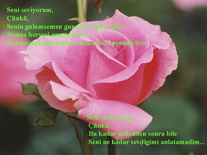 Seni seviyorum, Çünkü, Senin gulumsemen gunesin dogusu gibi, Insana herseyi unutturuyor, Sadece seyredip tadina