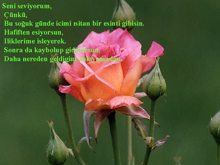 Seni seviyorum, Çünkü, Bu soğuk günde icimi ısitan bir esinti gibisin. Hafiften esiyorsun, Iliklerime