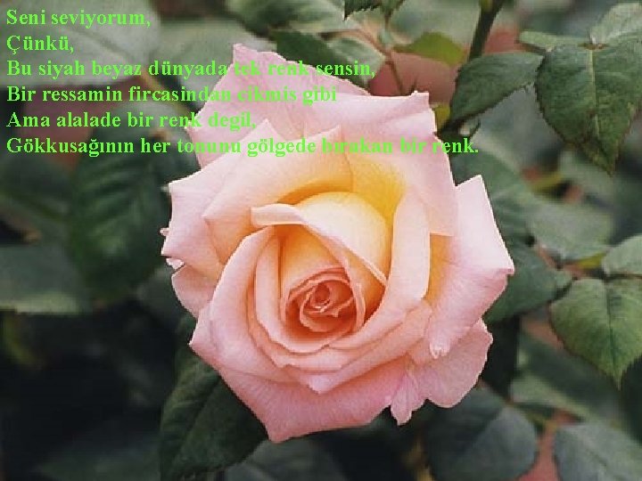 Seni seviyorum, Çünkü, Bu siyah beyaz dünyada tek renk sensin, Bir ressamin fircasindan cikmis