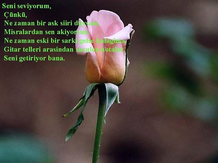 Seni seviyorum, Çünkü, Ne zaman bir ask siiri duysam, Misralardan sen akiyorsun. Ne zaman