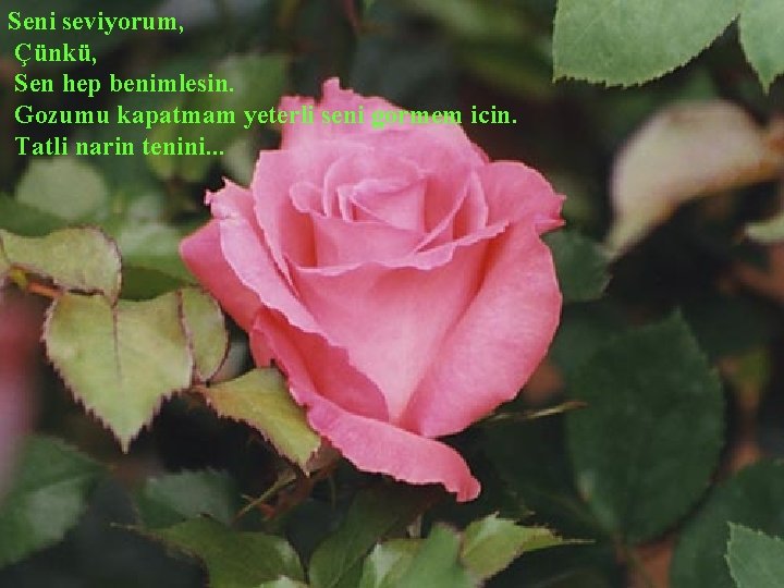 Seni seviyorum, Çünkü, Sen hep benimlesin. Gozumu kapatmam yeterli seni gormem icin. Tatli narin