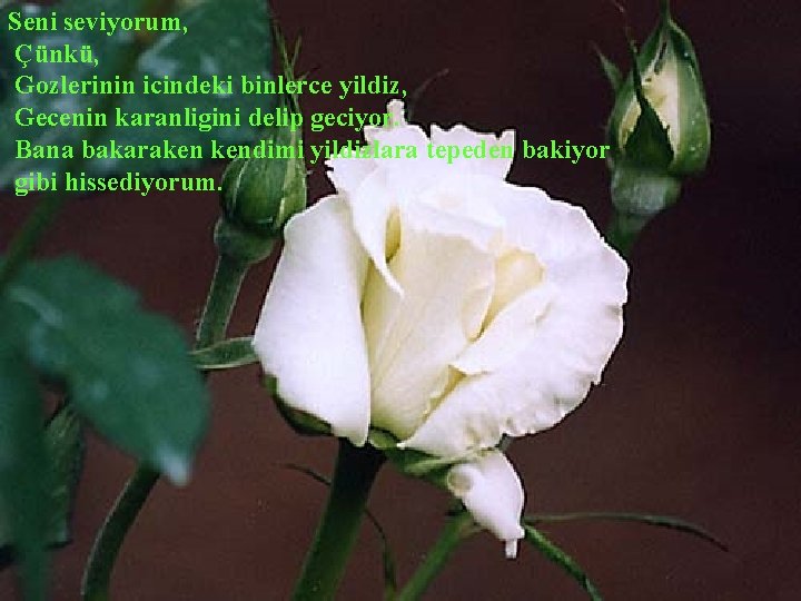 Seni seviyorum, Çünkü, Gozlerinin icindeki binlerce yildiz, Gecenin karanligini delip geciyor. Bana bakaraken kendimi