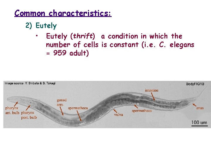 Common characteristics: 2) Eutely • Eutely (thrift) a condition in which the number of