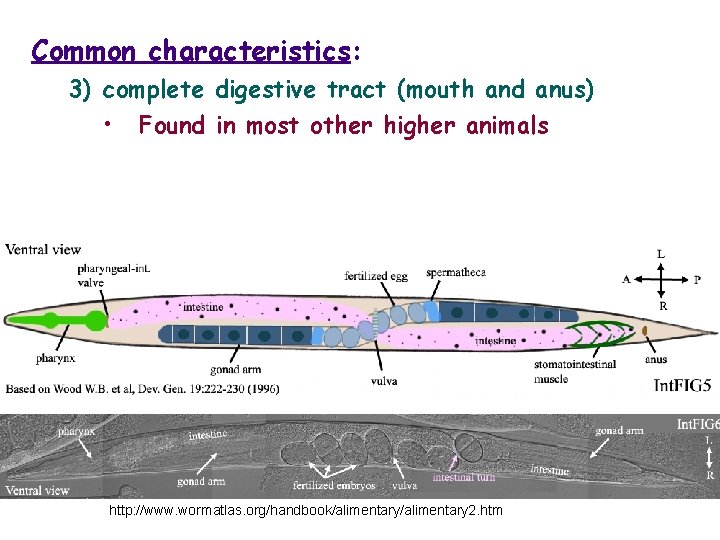 Common characteristics: 3) complete digestive tract (mouth and anus) • Found in most other
