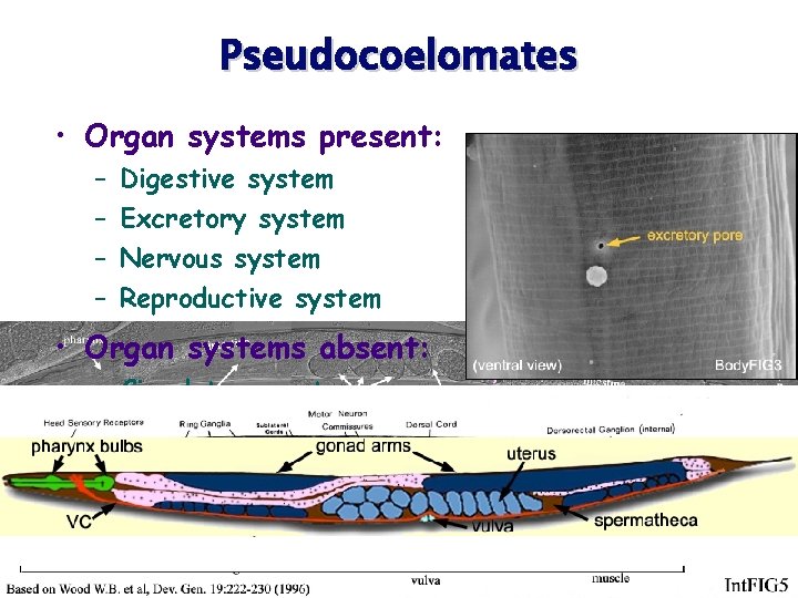 Pseudocoelomates • Organ systems present: – – Digestive system Excretory system Nervous system Reproductive