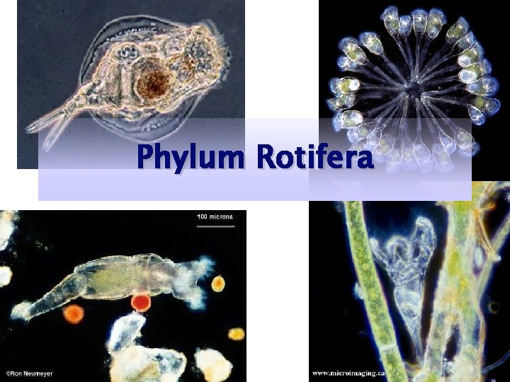Phylum Rotifera 