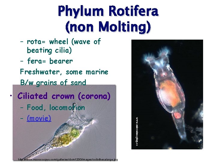 Phylum Rotifera (non Molting) – rota= wheel (wave of beating cilia) – fera= bearer