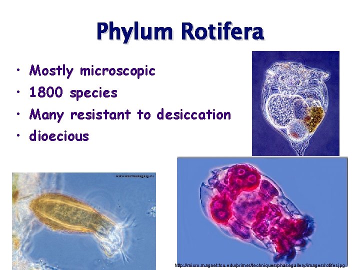 Phylum Rotifera • Mostly microscopic • 1800 species • Many resistant to desiccation •