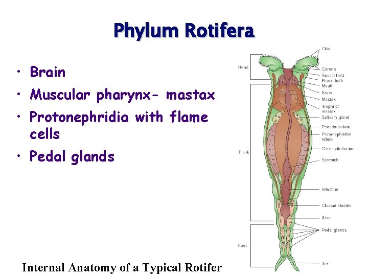 Phylum Rotifera • Brain • Muscular pharynx- mastax • Protonephridia with flame cells •