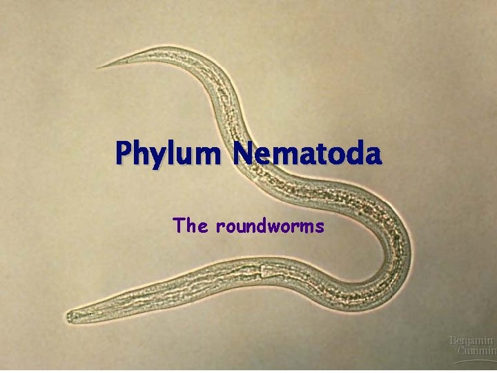 Phylum Nematoda The roundworms 