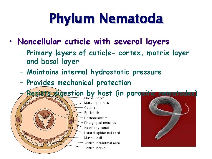 Phylum Nematoda • Noncellular cuticle with several layers – Primary layers of cuticle- cortex,