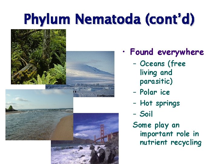 Phylum Nematoda (cont’d) • Found everywhere – Oceans (free living and parasitic) – Polar