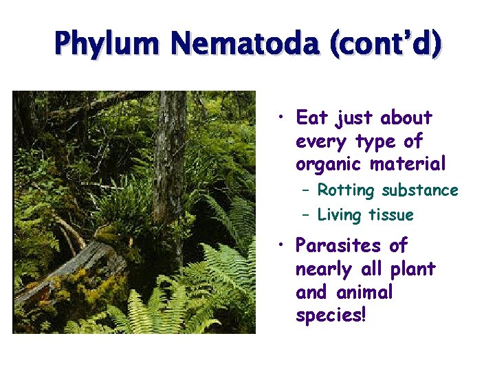 Phylum Nematoda (cont’d) • Eat just about every type of organic material – Rotting