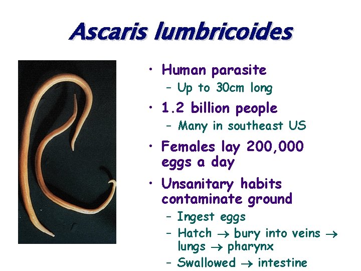 Ascaris lumbricoides • Human parasite – Up to 30 cm long • 1. 2
