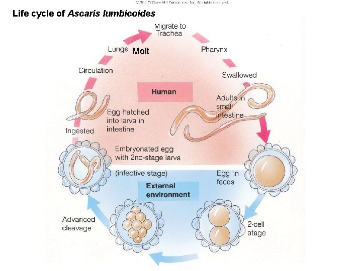Life cycle of Ascaris lumbicoides Figure 11. 10 Migrate to Molt 