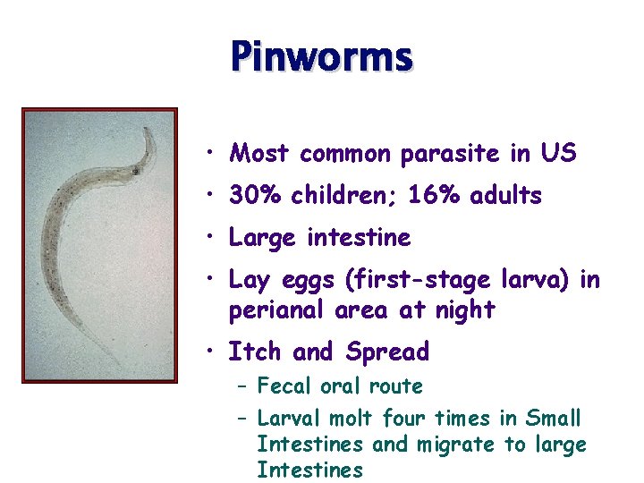 Pinworms • Most common parasite in US • 30% children; 16% adults • Large
