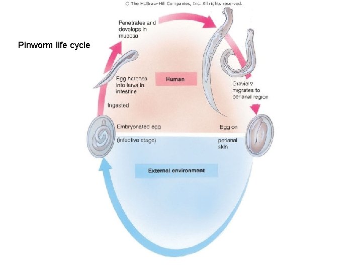 Pinworm life cycle Figure 11. 11 