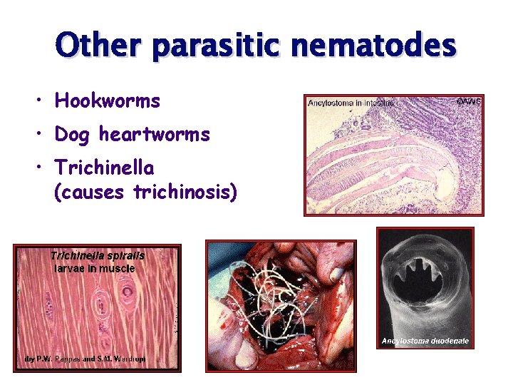 Other parasitic nematodes • Hookworms • Dog heartworms • Trichinella (causes trichinosis) 