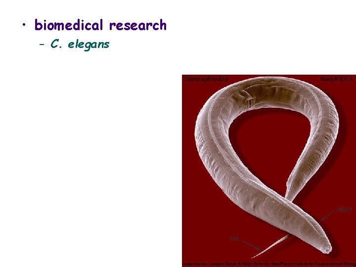  • biomedical research – C. elegans 