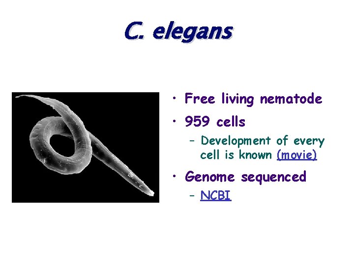 C. elegans • Free living nematode • 959 cells – Development of every cell
