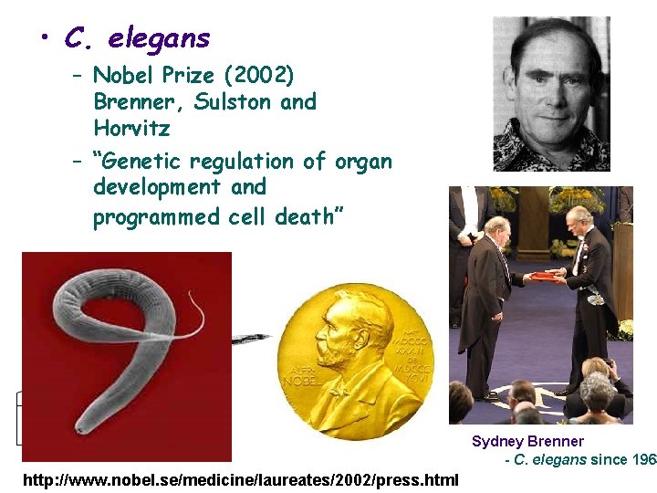  • C. elegans – Nobel Prize (2002) Brenner, Sulston and Horvitz – “Genetic