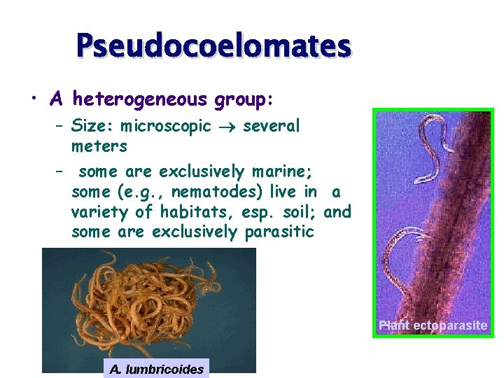 Pseudocoelomates • A heterogeneous group: – Size: microscopic several meters – some are exclusively