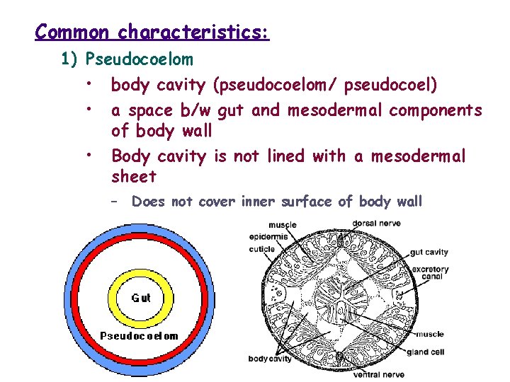 Common characteristics: 1) Pseudocoelom • body cavity (pseudocoelom/ pseudocoel) • a space b/w gut