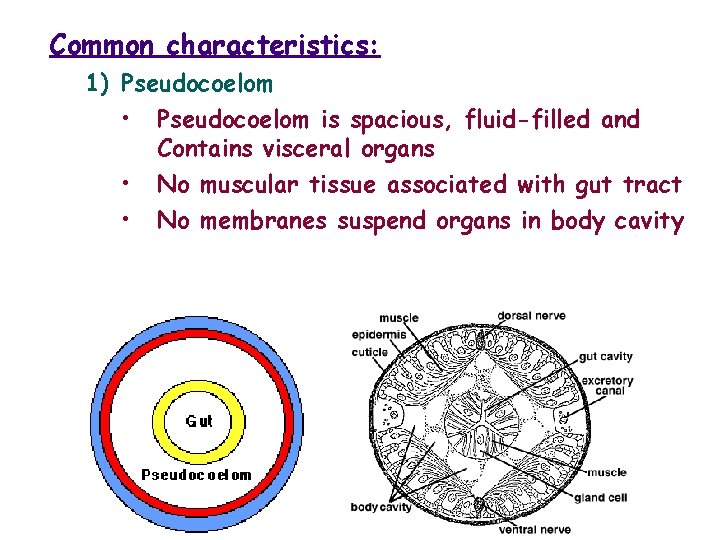 Common characteristics: 1) Pseudocoelom • Pseudocoelom is spacious, fluid-filled and Contains visceral organs •