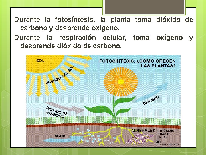 Durante la fotosíntesis, la planta toma dióxido de carbono y desprende oxígeno. Durante la