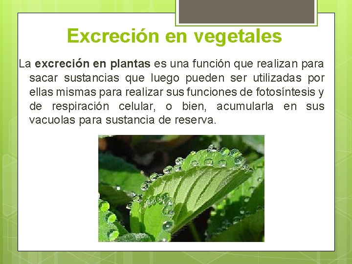 Excreción en vegetales La excreción en plantas es una función que realizan para sacar