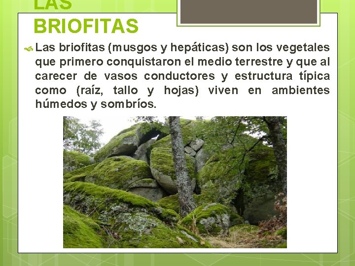 LAS BRIOFITAS Las briofitas (musgos y hepáticas) son los vegetales que primero conquistaron el