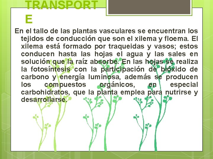 TRANSPORT E En el tallo de las plantas vasculares se encuentran los tejidos de