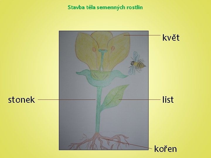 Stavba těla semenných rostlin květ stonek list kořen 