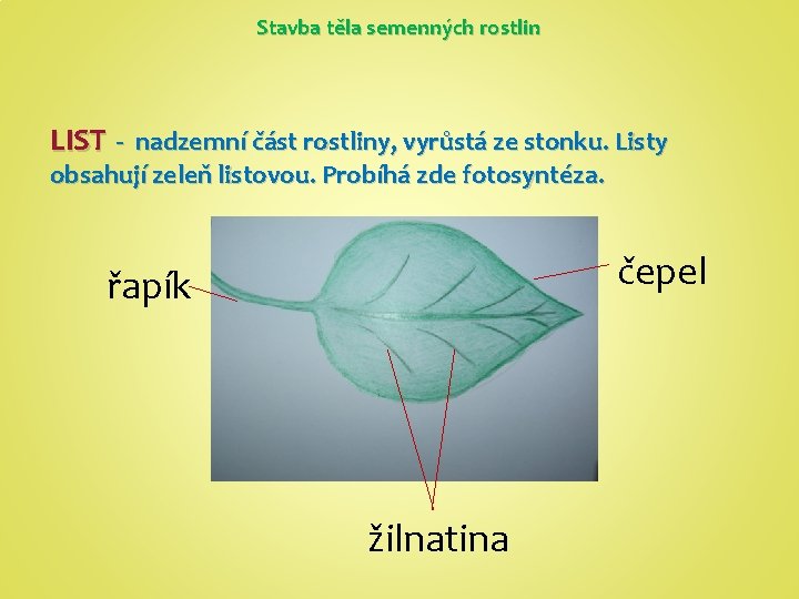 Stavba těla semenných rostlin LIST - nadzemní část rostliny, vyrůstá ze stonku. Listy obsahují