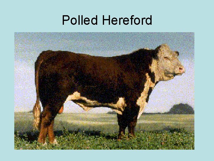 Polled Hereford 
