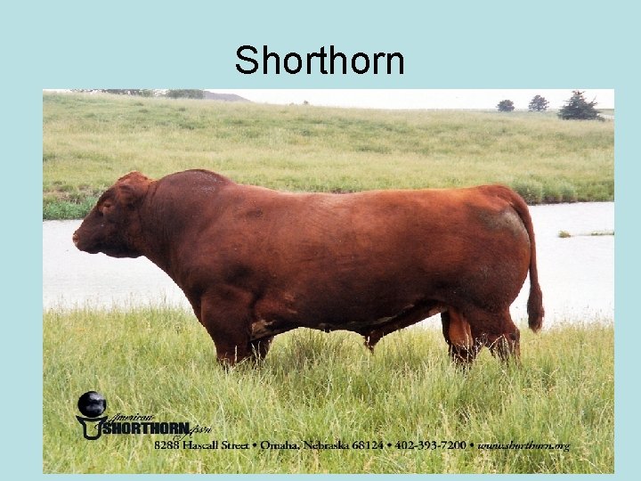 Shorthorn 