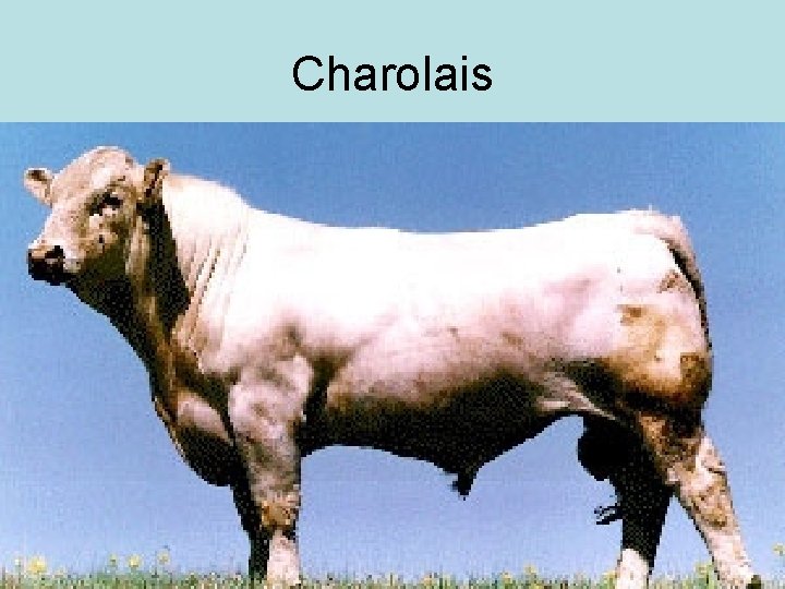 Charolais 