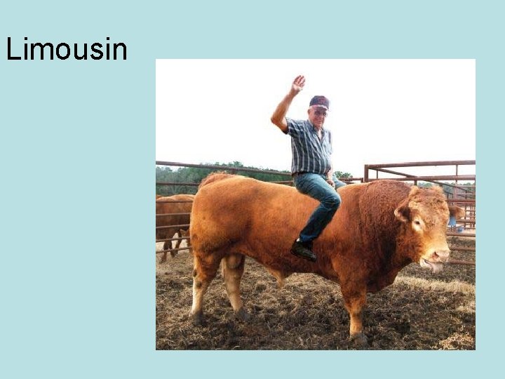 Limousin 