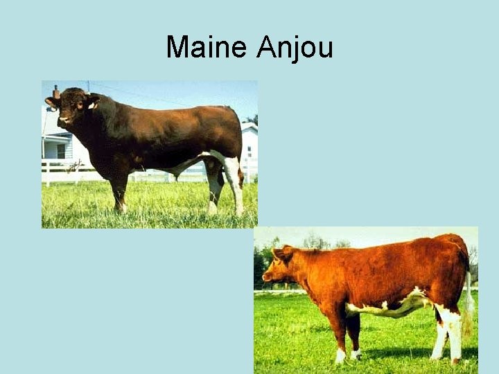 Maine Anjou 