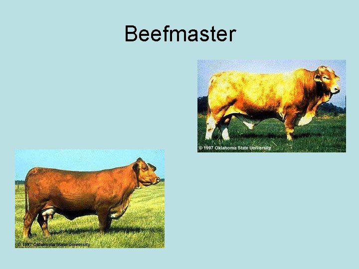 Beefmaster 