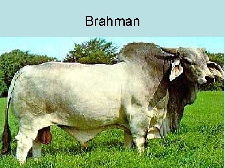 Brahman 