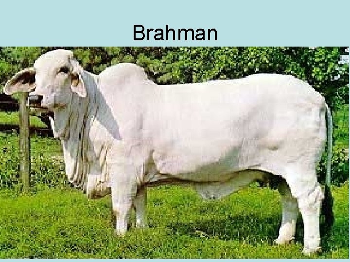 Brahman 