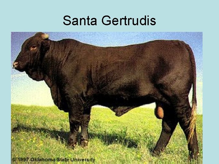 Santa Gertrudis 