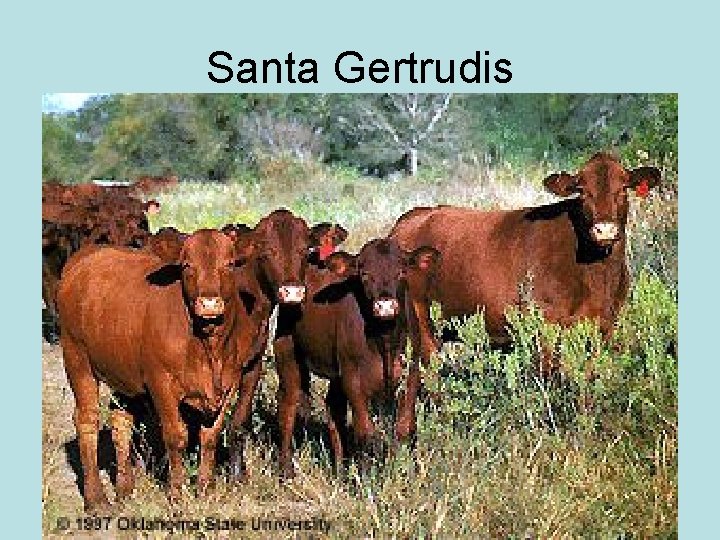 Santa Gertrudis 